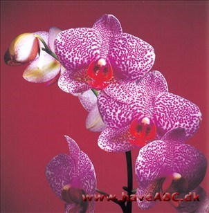 Phalaenopsis Brother Wild Thing