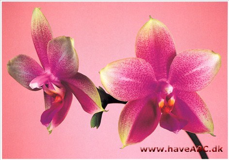 Phalaenopsis Sweet Memory 'Bubbles'