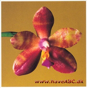 Phalaenopsis Violacea-hybrid