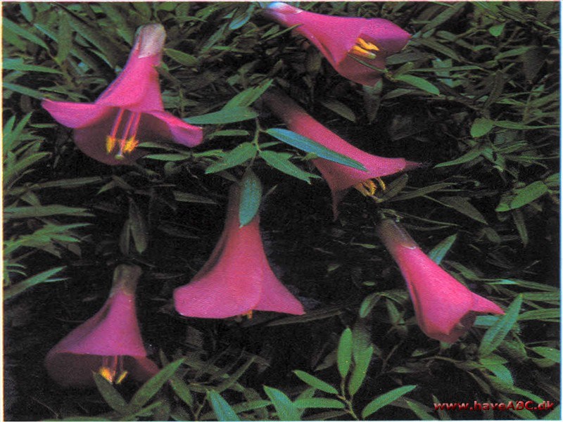 Philesia buxifolia Philesia buxifolia