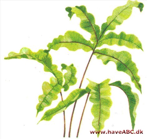 Phlebodium aureum - Phlebodium aureum