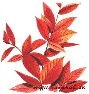 Photinia - Photinia villosa