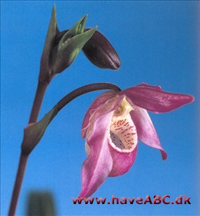 Phragmipedium pearceii x schlimii