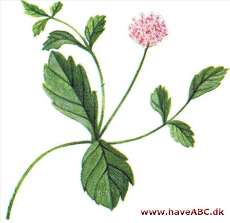 Phyla - Phyla nodiflora Phyla - Phyla nodiflora