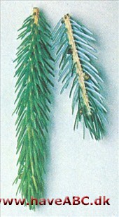 Picea brachytyla