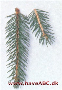 Picea rubens