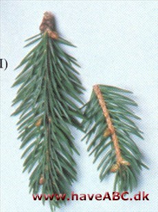 Picea wilsonii Picea wilsonii