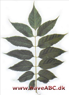 Picrasma - Picrasma quassioides Picrasma - Picrasma quassioides