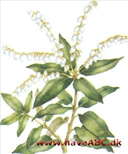 Pieris - Pieris