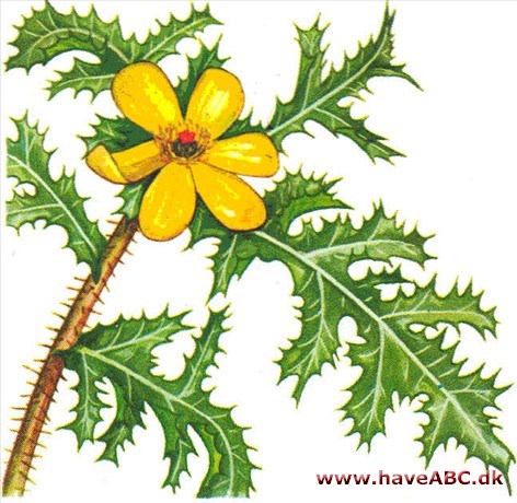 Pigvalmue - Argemone Pigvalmue - Argemone