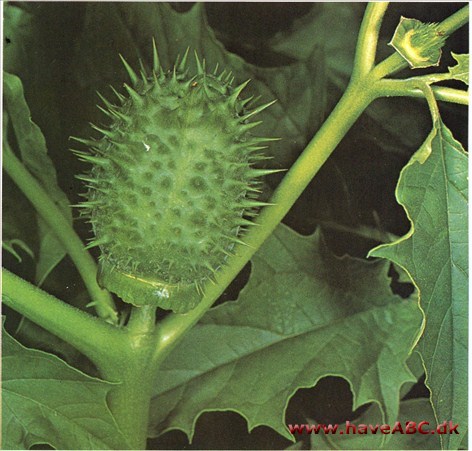 Pigæble - Datura stramonium † Pigæble - Datura stramonium †