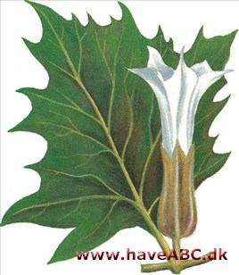 Pigæble - Datura Pigæble - Datura