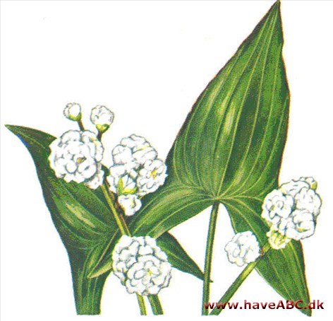 Pilblad - Sagittaria sagittifolia Pilblad - Sagittaria sagittifolia