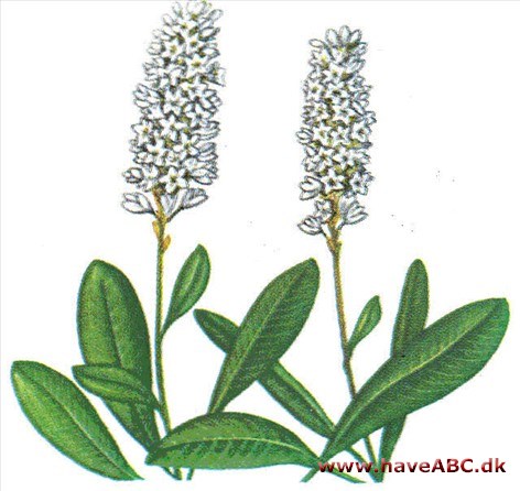 Pileurt - Polygonum Pileurt - Polygonum