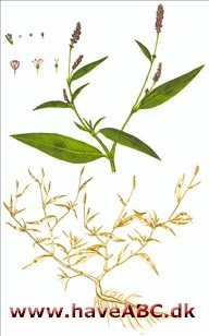 Pileurt, fersken-pileurt - Polygonum persicaria Pileurt, fersken-pileurt - Polygonum persicaria
