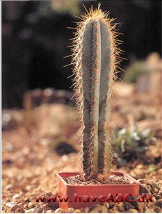 Pilosocereus