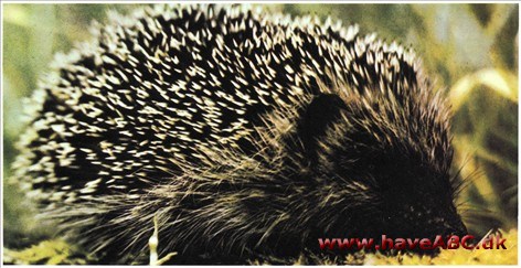 Pindsvin - Erinaceus europaeus Pindsvin - Erinaceus europaeus