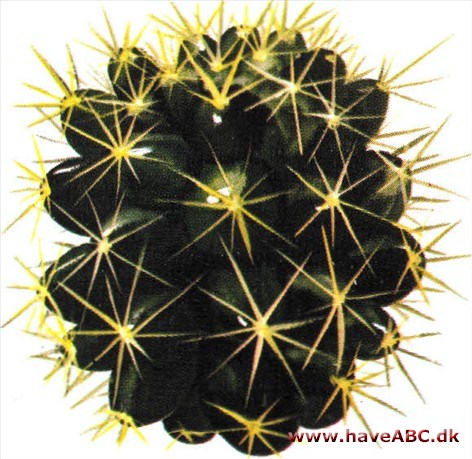 Pindsvinekaktus - Echinocactus 2 Pindsvinekaktus - Echinocactus 2
