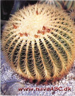 Pindsvinekaktus - Echinocactus
