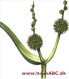 Pindsvineknop - Sparganium Pindsvineknop - Sparganium
