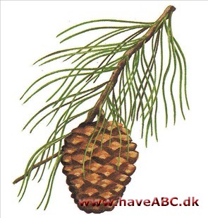 Pinje - Pinus pinea