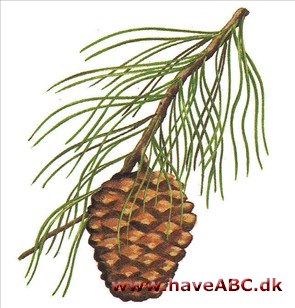 Pinje - Pinus pinea Pinje - Pinus pinea