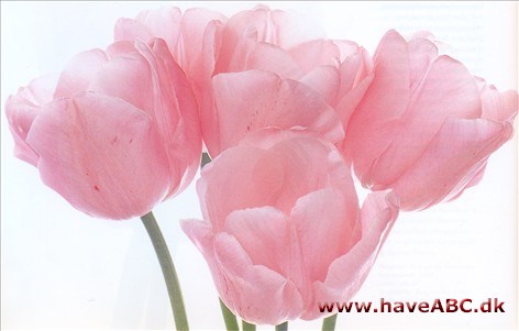 Pink Diamond - Tulipan, Tulipa