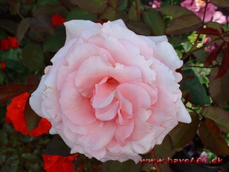 Pink Favorite Pink Favorite