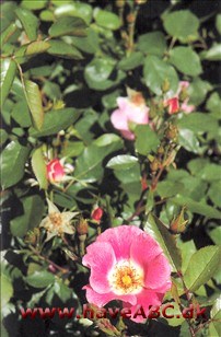 De mellemstore, enkle blomster har forskellige pink nuan­cer og hvid midte. De udvikles i juni og har en enkelt remontering. Se mere her ... 