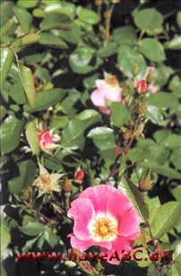 Pink Meidiland De mellemstore, enkle blomster har forskellige pink nuancer og hvid midte. De udvikles i juni og har en enkelt remontering. Se mere her ...