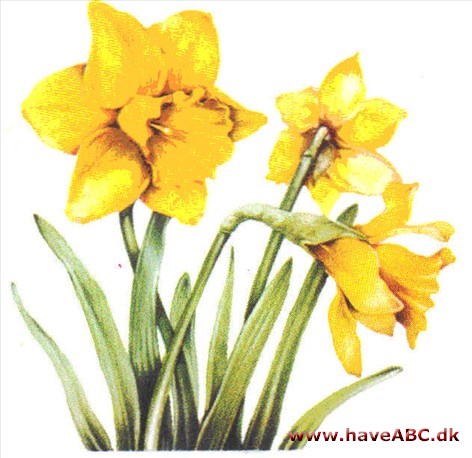Pinselilje / Påskelilje / Narcis - Narcissus