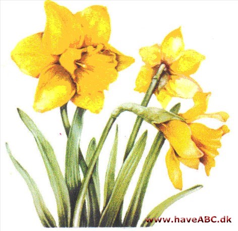 Pinselilje / Påskelilje / Narcis - Narcissus Pinselilje / Påskelilje / Narcis - Narcissus