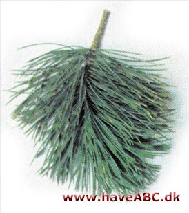 Pinus albicaulis Pinus albicaulis