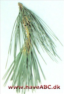 Pinus attenuata Pinus attenuata