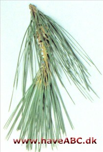 Pinus attenuata