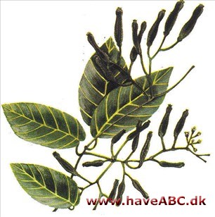 Pisonia - Heimerliodendron brunonianum