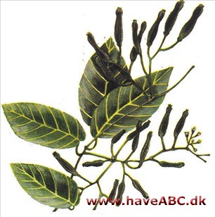 Pisonia - Heimerliodendron brunonianum Pisonia - Heimerliodendron brunonianum