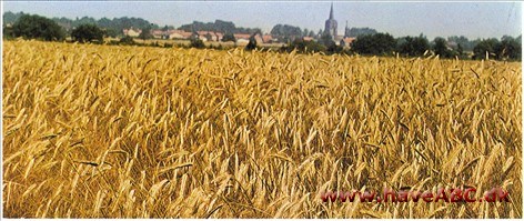 Plantefysiologi Plantefysiologi