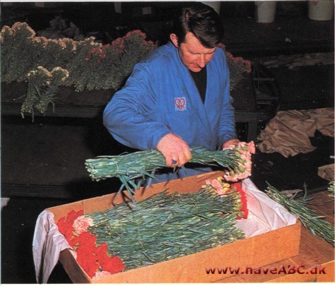 Plantepakning Plantepakning