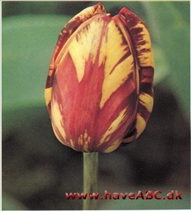 Plantepatologi Plantepatologi
