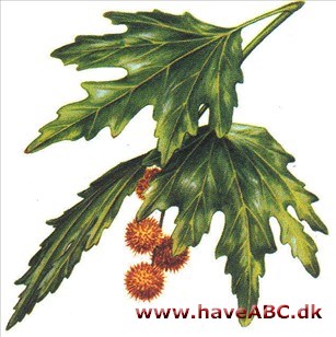 Platan - Platanus Platan - Platanus