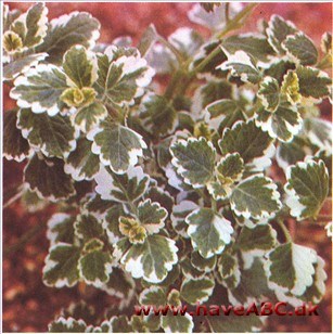 Plectranthus coleoides Plectranthus coleoides