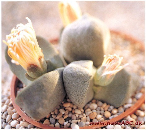Pleiospilos Pleiospilos