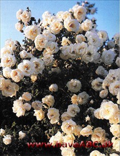 Minder om den oprindelige pimpinel­lerose, bortset fra, at den er halvfyldt. Kaldes i Sverige almindeligvis 'Finlands hvide rose', men det gør den pudsigt nok ikke i Finland ... 