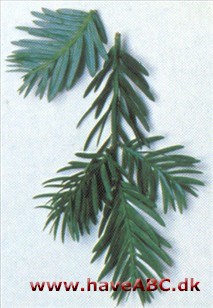 Podocarpus andinus