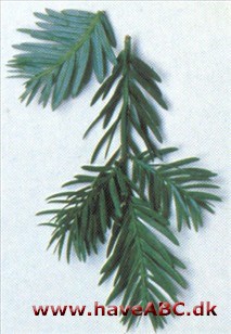 Podocarpus andinus Podocarpus andinus