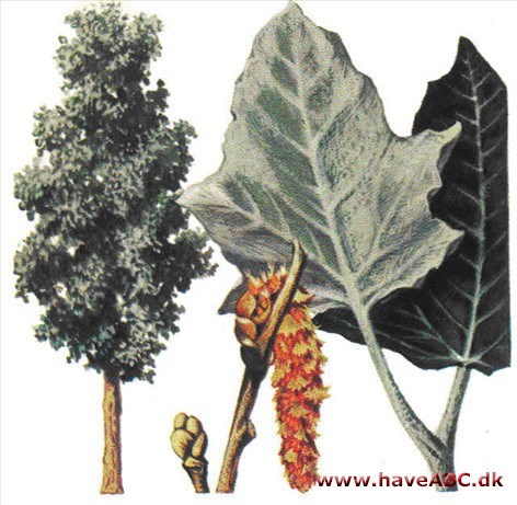 Poppel - Populus Poppel - Populus
