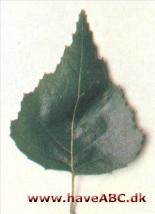 Poppelbladet birk - Betula populifolia