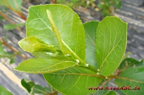 Populus simonii 'Fastigiata'