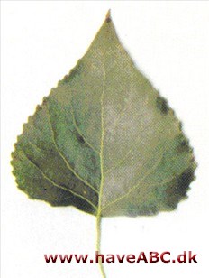 Populus x canadensis 'Robusta'